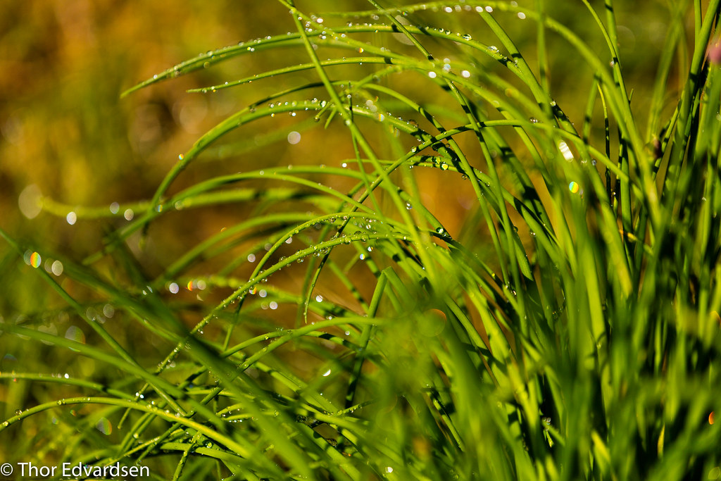 chives after rain