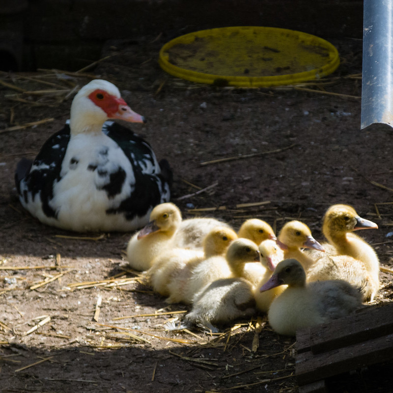 Muscovy duck and ducklings