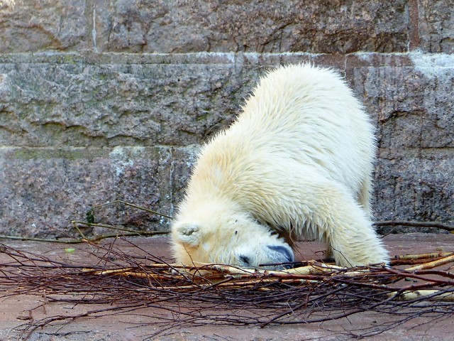 FIETE, polar bear cub series