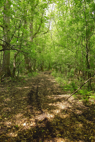 woods soft trail woodswalk songbirdpond