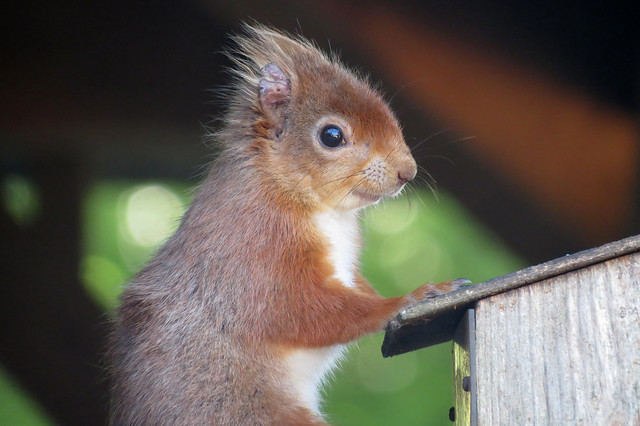 Red Squirrel on Brownsea Island