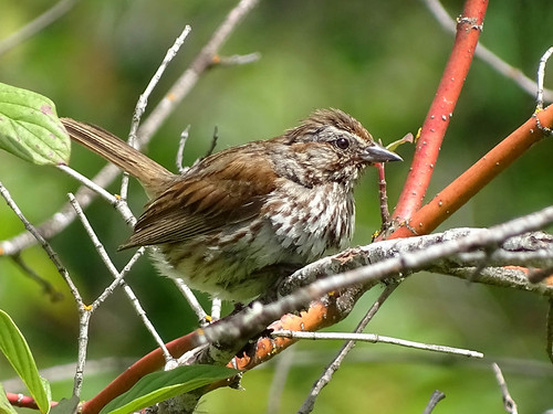 Jul16,2016 DSC03323 Song Sparrow by terrygray,                                songsparrow