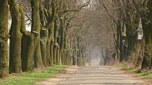 road trees nature landscape spring alley path poland polska avenue lodzkie strzelce łódzkie