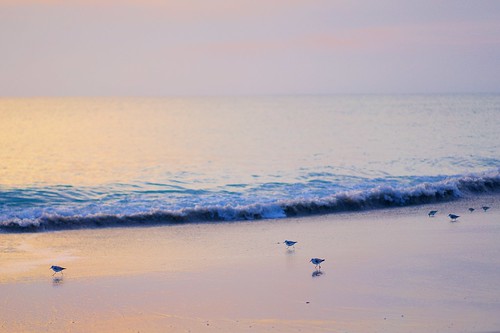 ocean beach sunrise dawn florida sandpipers indialantic