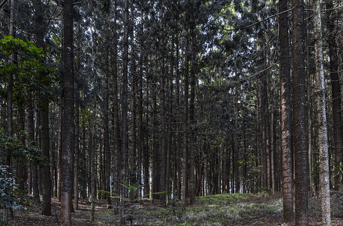 forest kenya nairobi karura karuraforest