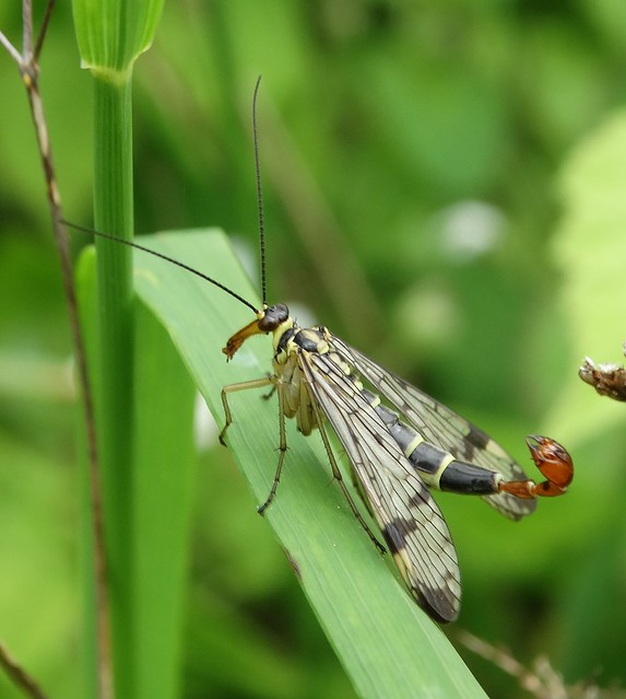 Male Scorpion Fly on Noar Hill, Hampshire.