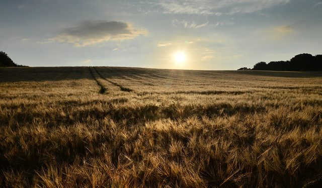Dewy barley crop