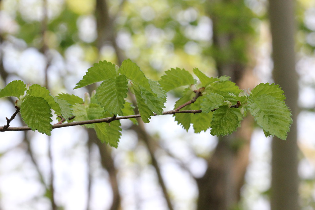 English Elm leaves | Ulmus minor 'Atinia' or Ulmus procera | Stephen ...