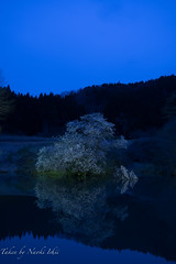 鏡桜 (Fukushima)