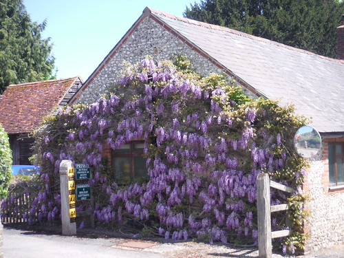 Wisteria-infested Cottage, West Marden SWC Walk Rowlands Castle Circular
