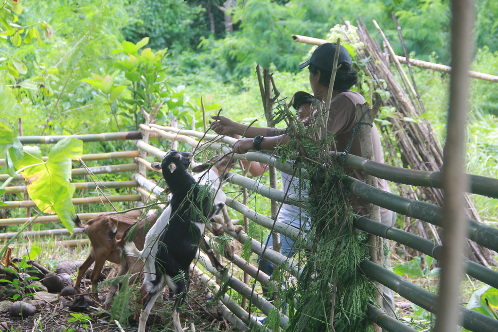 Climate-smart animal husbandry in the Philippines | IIRR res… | Flickr