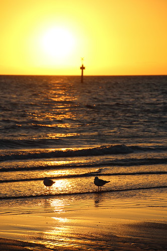 sunset seagulls beach reflections chroicocephalusnovaehollandiae unimpressedbysunset seagullshavebetterthingstodo