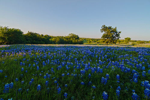 flower field landscape flor bluebonnet paisaje campo wildflower lupinustexensis texasbluebonnet florsilvestre altramuzazuldetexas