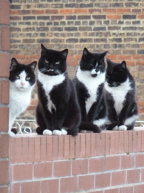 'Reservoir Cats', Battersea, London