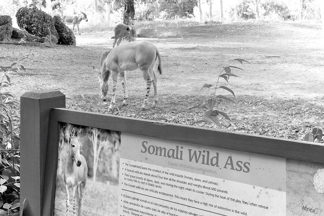 Equus Africanus Somaliensis