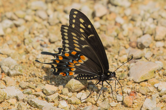 Black Swallow-tail Butterfly