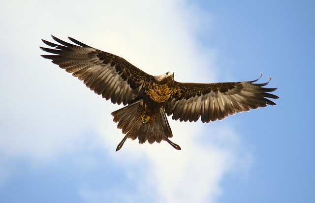 Eagle, Aigle, ZooParc de Beauval, Saint-Aignan, France.