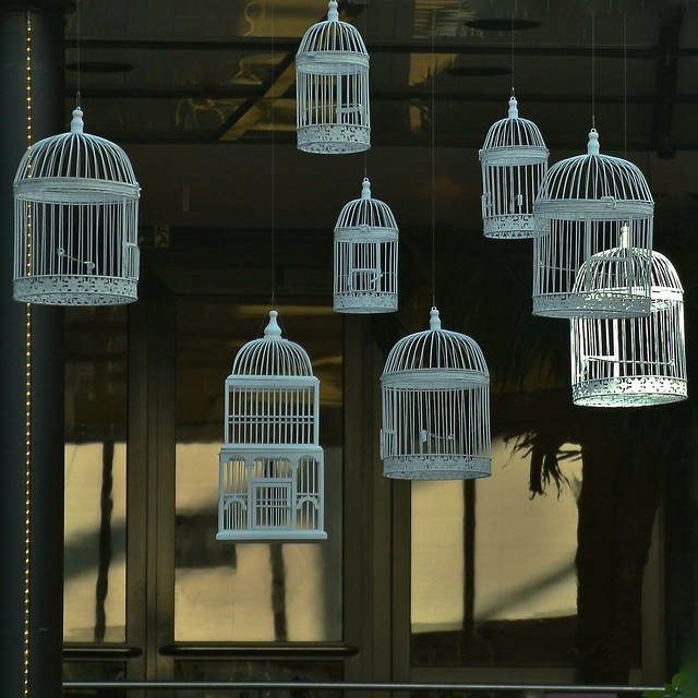 freed birds