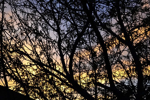 sunset sky tree méxico atardecer shadows jalisco cielo árbol sombras siluetas ramas colotlán