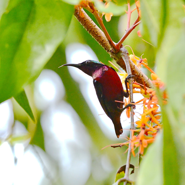 紫喉花蜜鳥 Van Hasselt's Sunbird-2015-0417-Saba-DSC_5720
