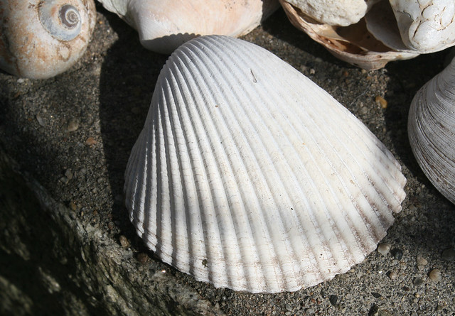 GIANT ATLANTIC COCKLE in Staten Island, New York, USA. May, 2015
