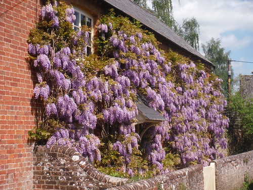 Wisteria-infested House, Waterstock SWC Walk 190 - Thame Circular (Extension) 