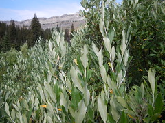 Salix lemmonii or Salix drummondiana (in Death Canyon)