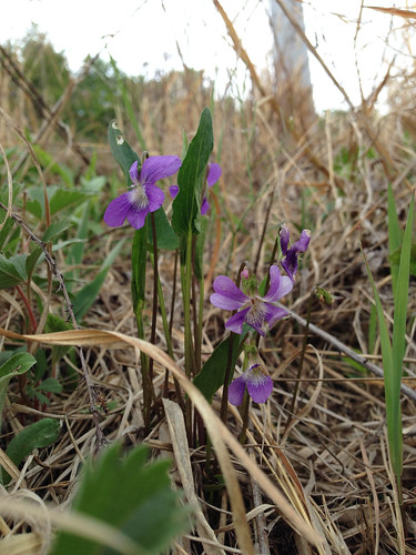 Viola sp., Accotink, 4-23-15 | by FritzFlohrReynolds