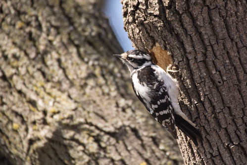 bird nid downywoodpecker nest wildlife birding ornithology birdwatching oiseau faune ornithologie picmineur