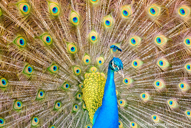 Peacock Strut