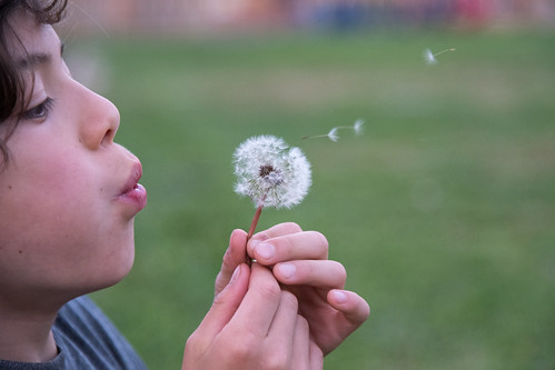Wind Dispersal | by courtney_meier