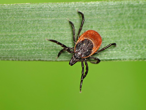 Ixodes ricinus | Oznaczył: dr Robert Rozwałka | Ryszard | Flickr