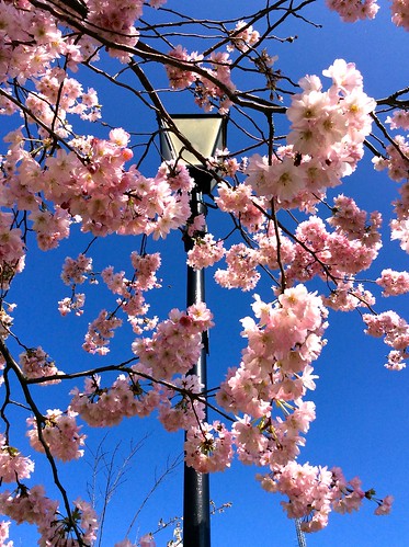 Alexandra Palace Cherry Blossom 2015 | by Fran Pickering