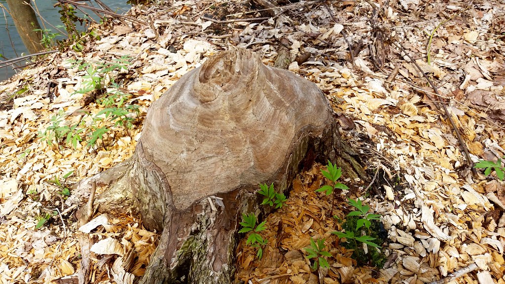 Evidence of Beavers. Photo by howderfamily.com; (CC BY-NC-SA 2.0)