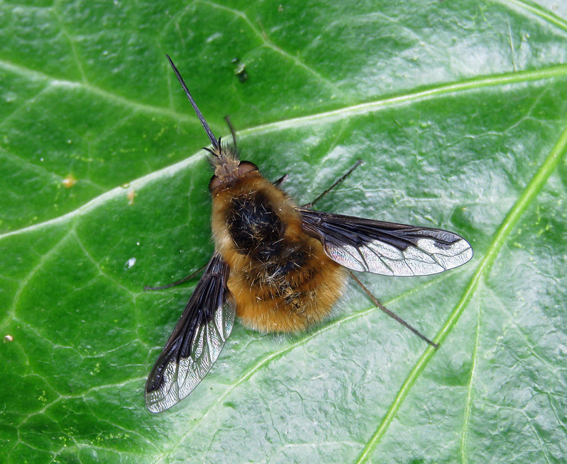 Bee-fly - Bombylius major
