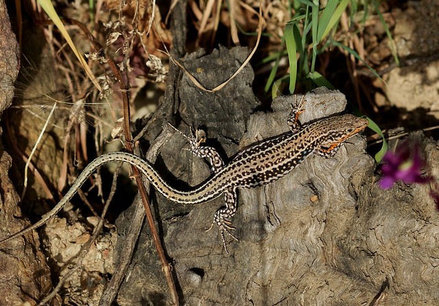 A male Cretan Wall Lizard------- (Podarcis cretensis)
