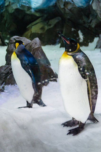 Two Emperor Penguins