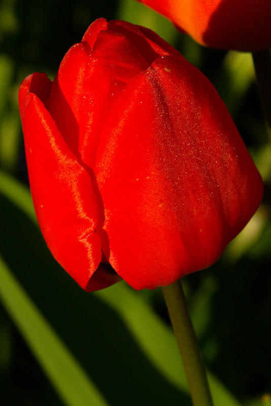 Tulip with slightest trace of frost