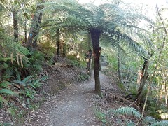 Path Among Ferns