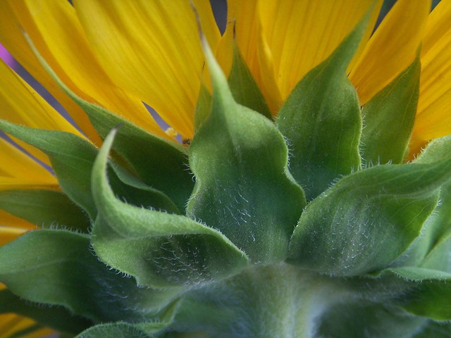 Sunflower, Backwards Presentation