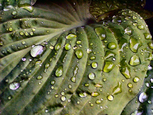 summer greenleaves macro water leaves virginia raindrops hosta shenandoahvalley naturescene calendarshots theworldthroughmyeyes easternnorthamericanature markschurig