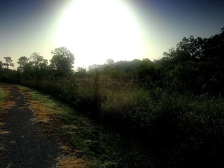 Louisiana Haze