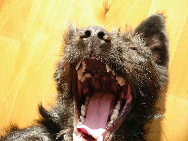Dog Yawn