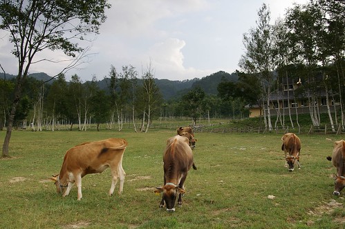 ranch japan geotagged cow gifu hida kamioka da1855mm yamanomura geo:lat=363754822 geo:lon=1373663158 山之村 神岡町