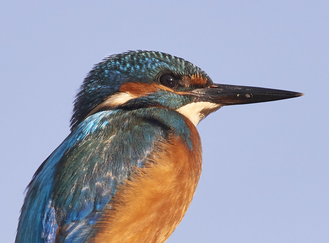Kingfisher / Eisvogel close-up