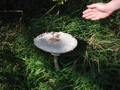 Large Mushroom SWC Walk 159 South Woodham Ferrers to North Fambridge