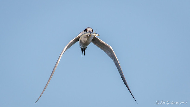 Forster's Tern with fish [Explored]