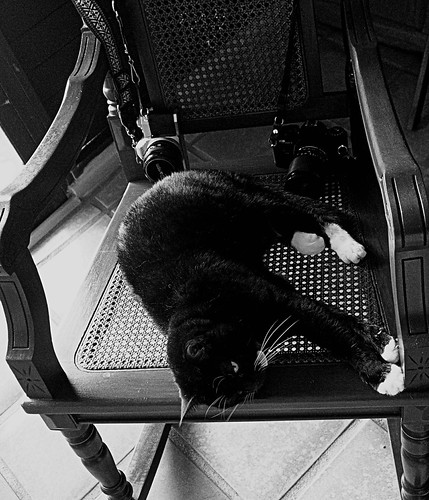 camera guard..... | by jrsantana3