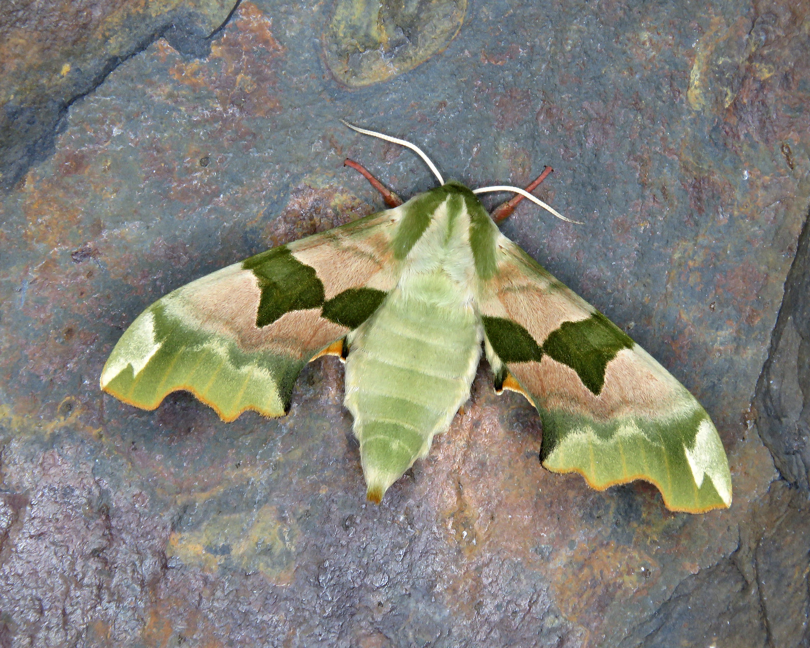 69.001 Lime Hawk-moth - Mimas tiliae