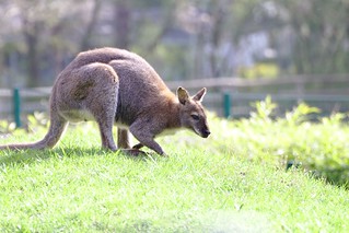 Bennet-Känguruh | by bjoernh